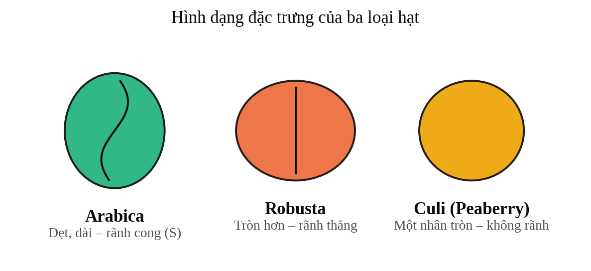 Hình 2. Hình dạng đặc trưng của hạt Arabica, Robusta và Culi (Peaberry)